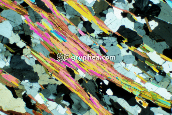 Micaschiste MB 221 LPA x7 - gryphea.com